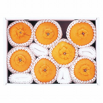 啪Y nEXʂfR| (SSP-50)y͂ԁF12{`z